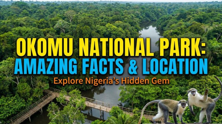 Okomu National Park (2026 Guide): LOCATION, Facts and Things to do